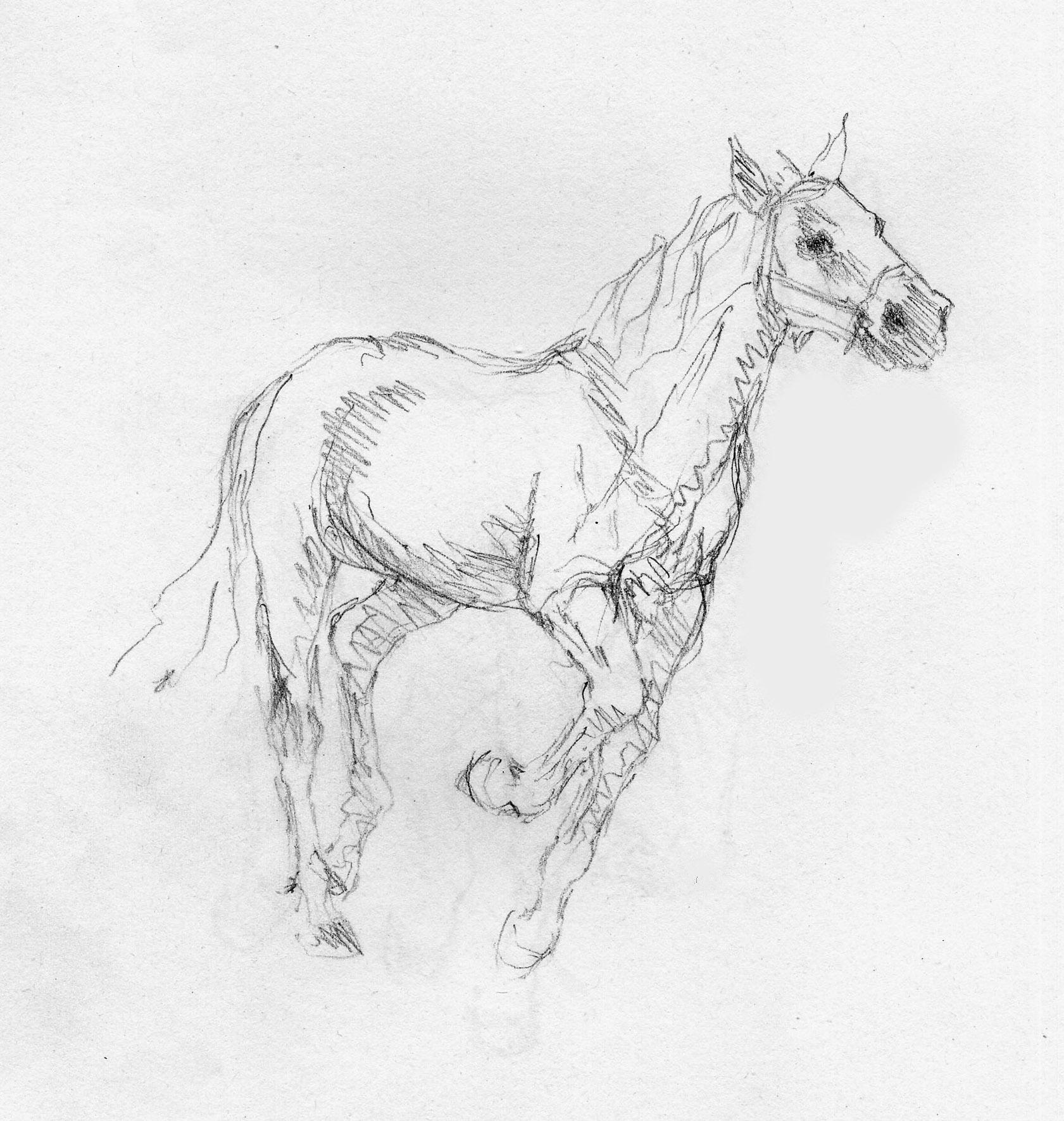 Cavallo 2 Pencil on paper