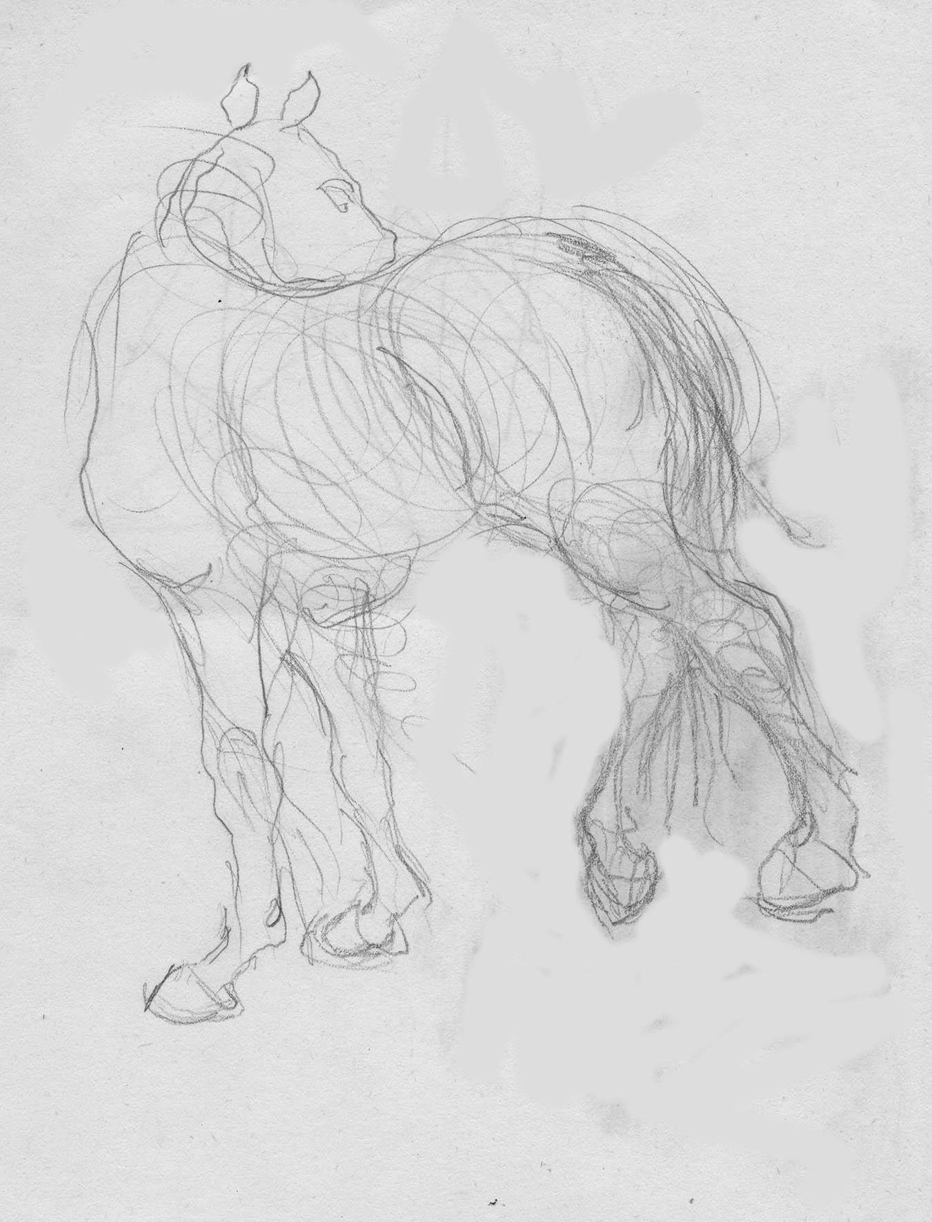 Cavallo curioso, Pencil on paper