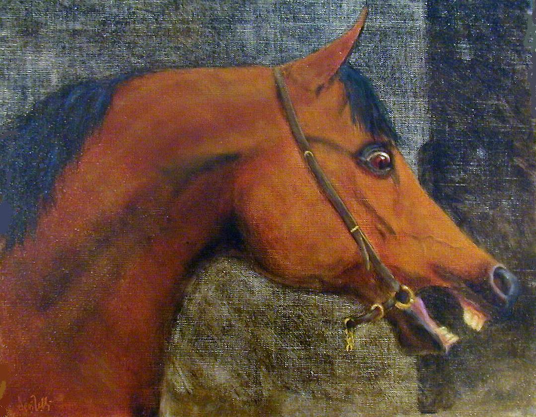 06 Testa stallone arabo arrabbiato, Oil on canvas, cm 40x50