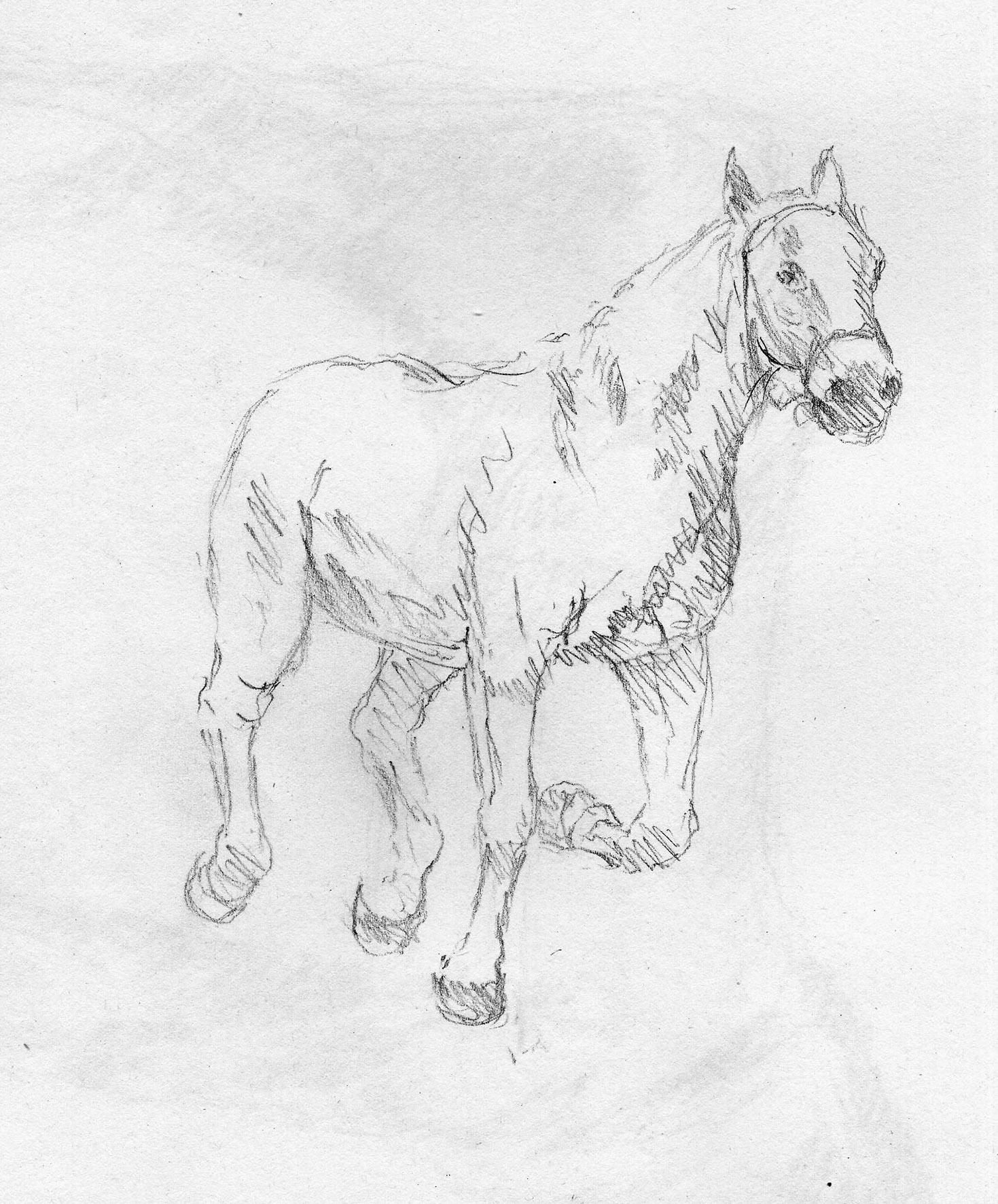 Cavallo, Pencil on paper