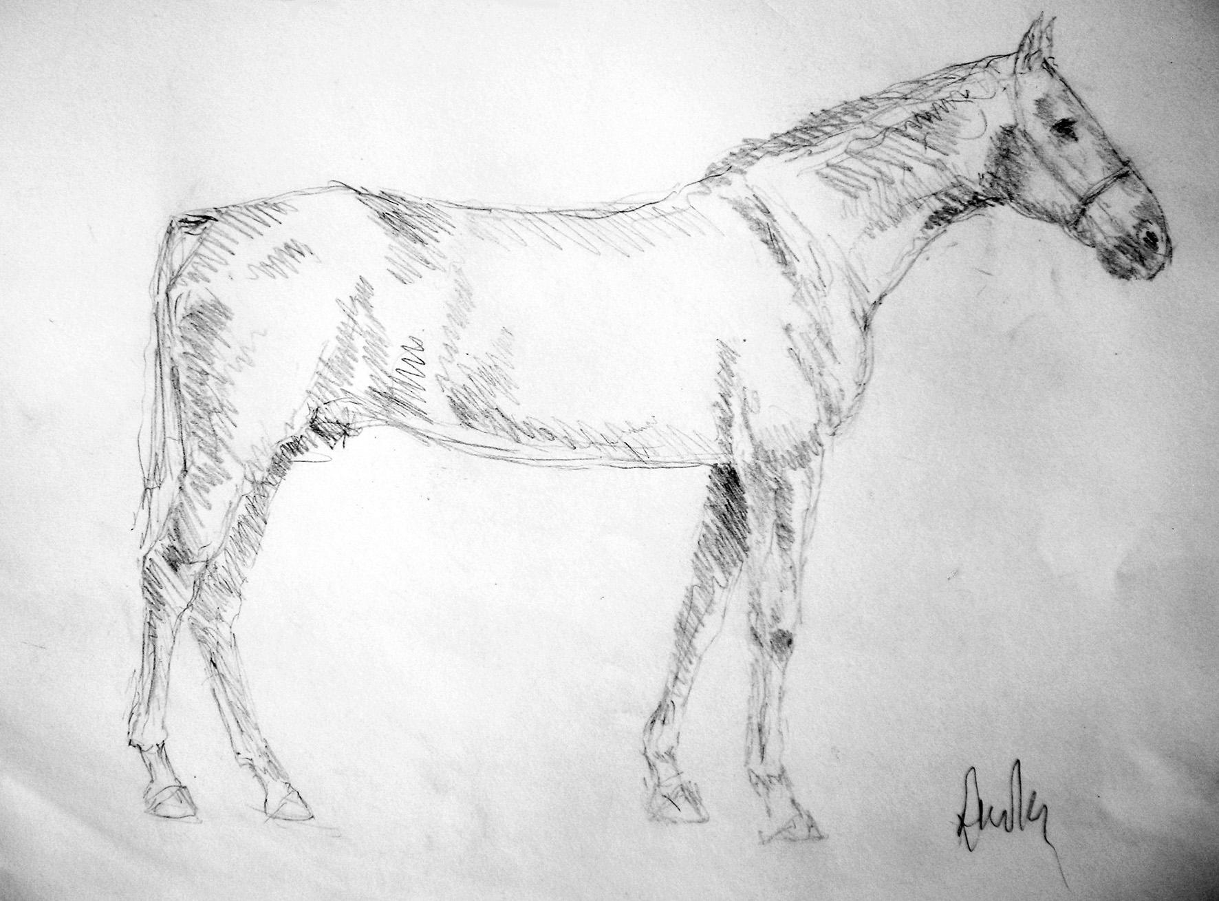 Ribot il campione, Pencil on paper